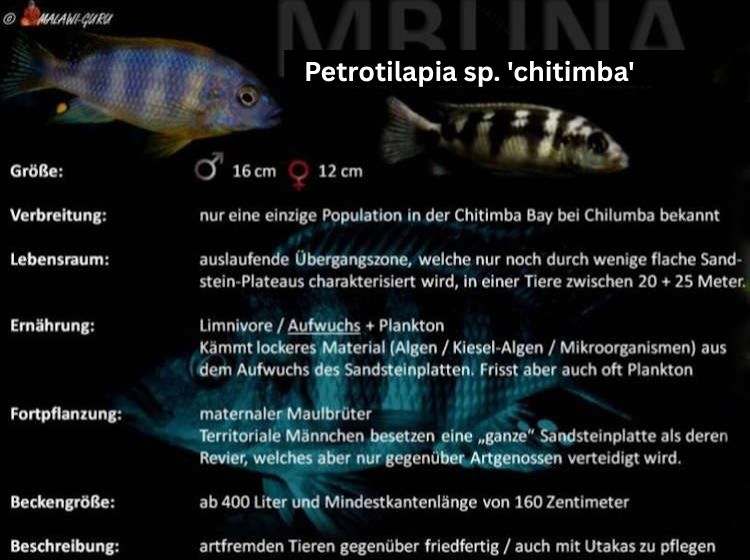 'chitimba' - Steckbrief Petrotilapia sp. 'chitimba'